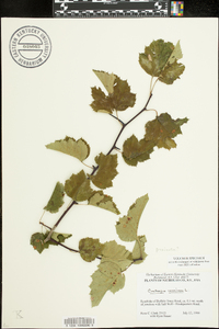 Crataegus coccinea image