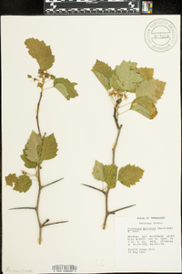 Crataegus pruinosa image