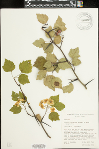 Crataegus pruinosa image