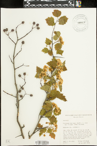 Crataegus pruinosa image