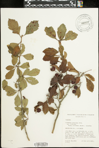 Crataegus punctata image