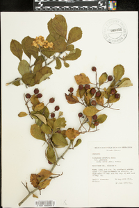 Crataegus punctata image