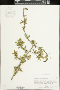 Crataegus spathulata image