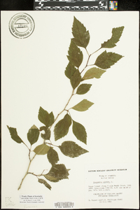 Crataegus viridis image