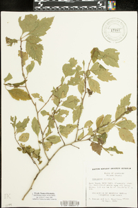 Crataegus viridis image