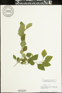 Crataegus viridis image