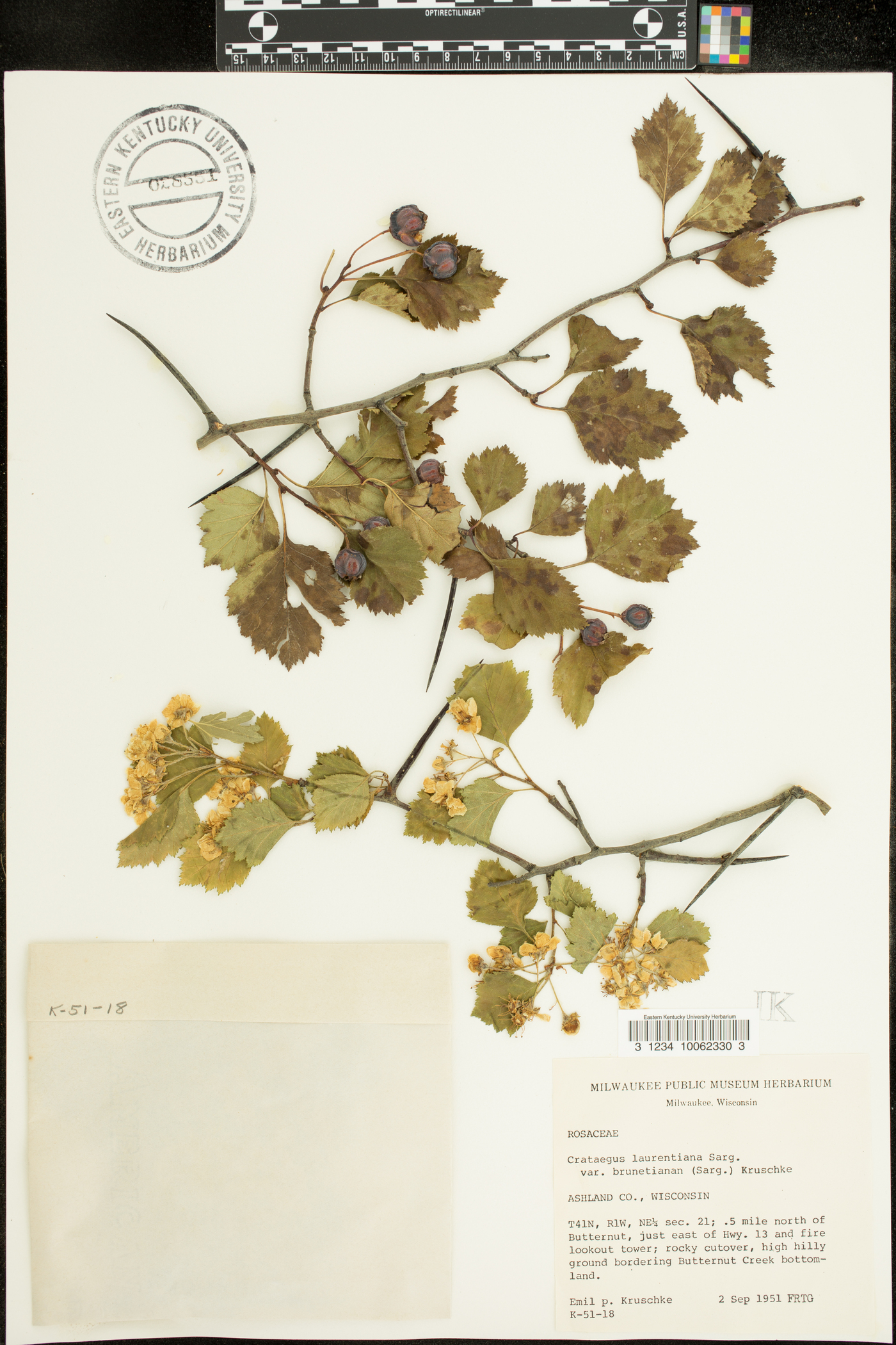 Crataegus laurentiana var. brunetiana image