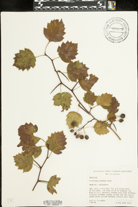 Crataegus lucorum image