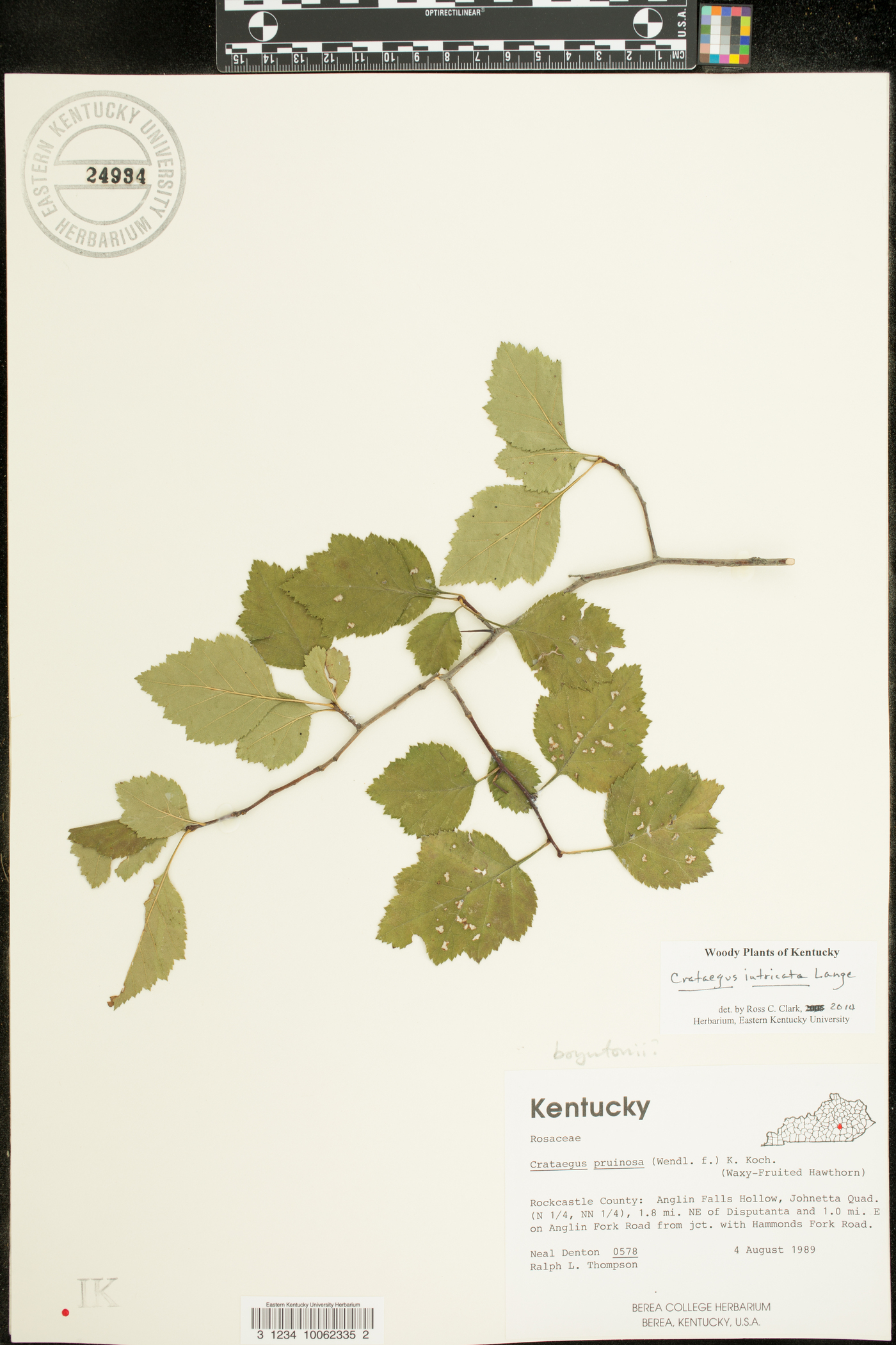 Crataegus intricata image