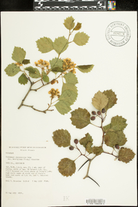 Crataegus chrysocarpa image