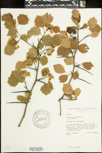 Crataegus dodgei image