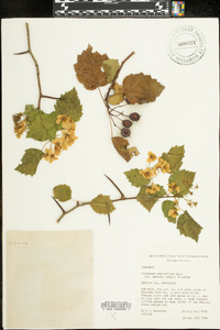 Crataegus pedicellata image