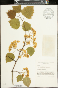 Crataegus pedicellata image