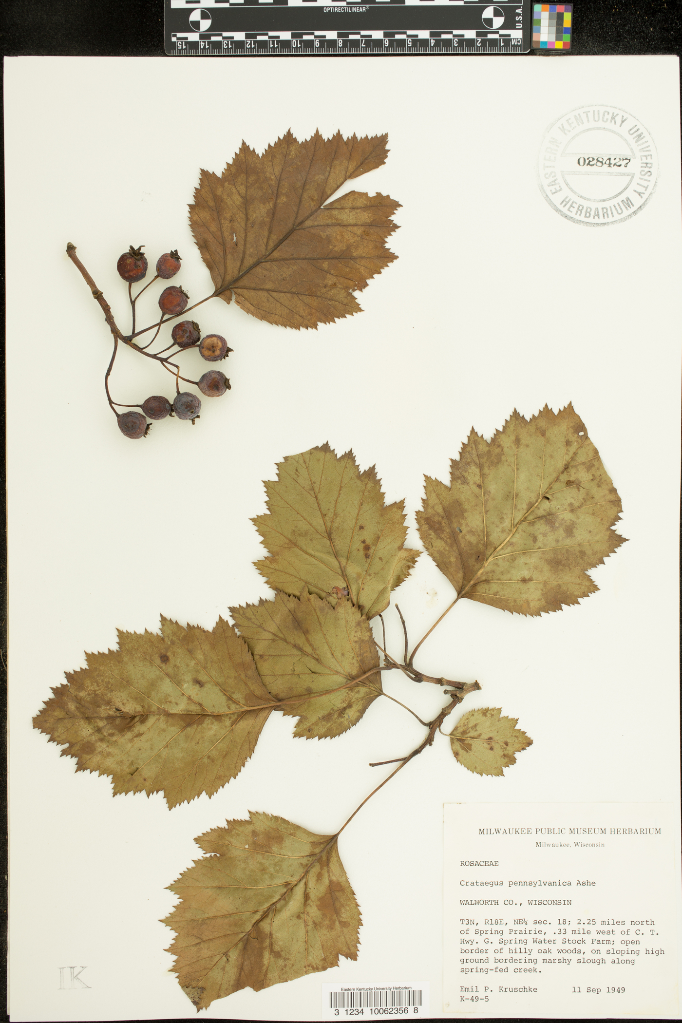 Crataegus pennsylvanica image