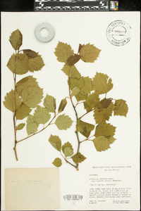 Crataegus scabrida image