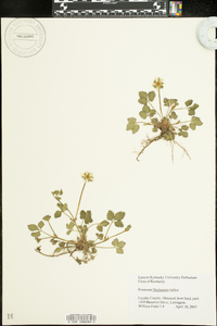 Potentilla indica image