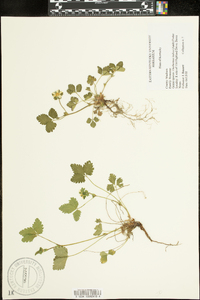 Potentilla indica image