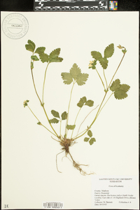 Potentilla indica image