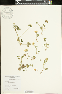 Potentilla indica image