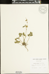 Potentilla indica image