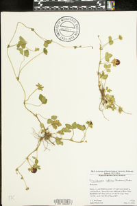 Potentilla indica image