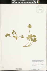 Potentilla indica image