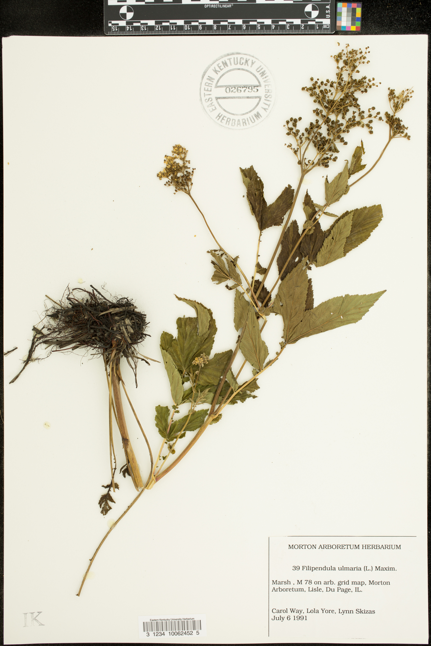 Filipendula ulmaria image