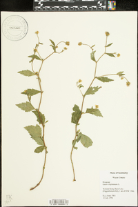 Geum virginianum image