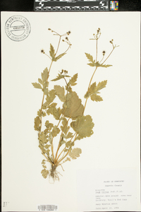 Geum vernum image