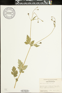 Geum vernum image