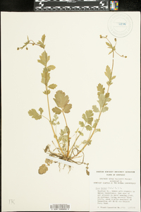 Geum vernum image