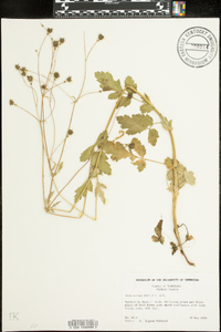 Geum vernum image