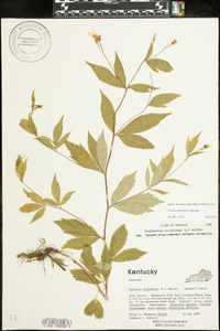 Gillenia trifoliata image