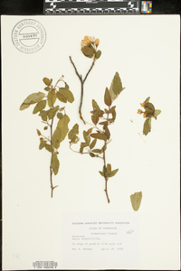 Malus angustifolia image