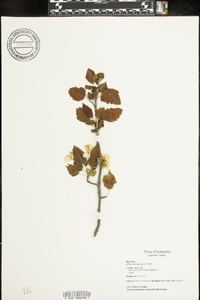 Malus coronaria image