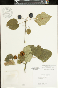 Malus coronaria image