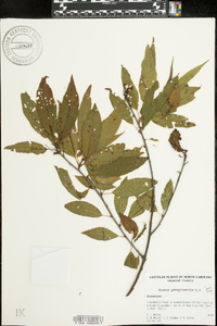 Prunus pensylvanica image