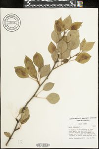 Pyrus communis image