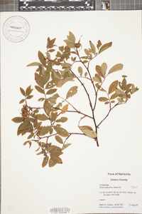 Rosa palustris image