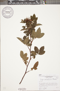 Rosa palustris image