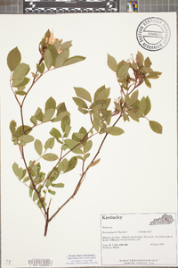 Rosa palustris image