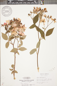 Rosa setigera image