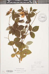 Rosa setigera image