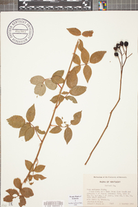 Rosa setigera image