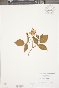 Rosa setigera image