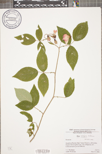 Rosa setigera image