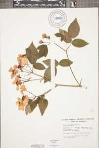 Rosa setigera image