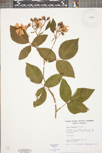 Rosa setigera image