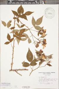 Rosa setigera image