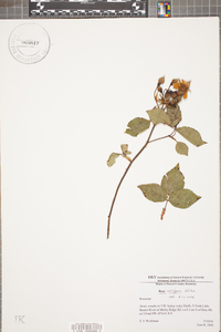 Rosa setigera image